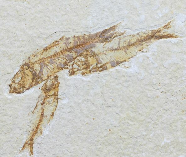 Multiple Fossil Fish (Knightia) - Wyoming #60157